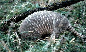 armadillo.gif (56771 bytes)