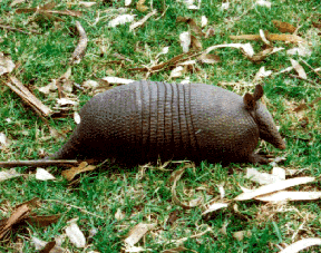 armadillo2.gif (68307 bytes)